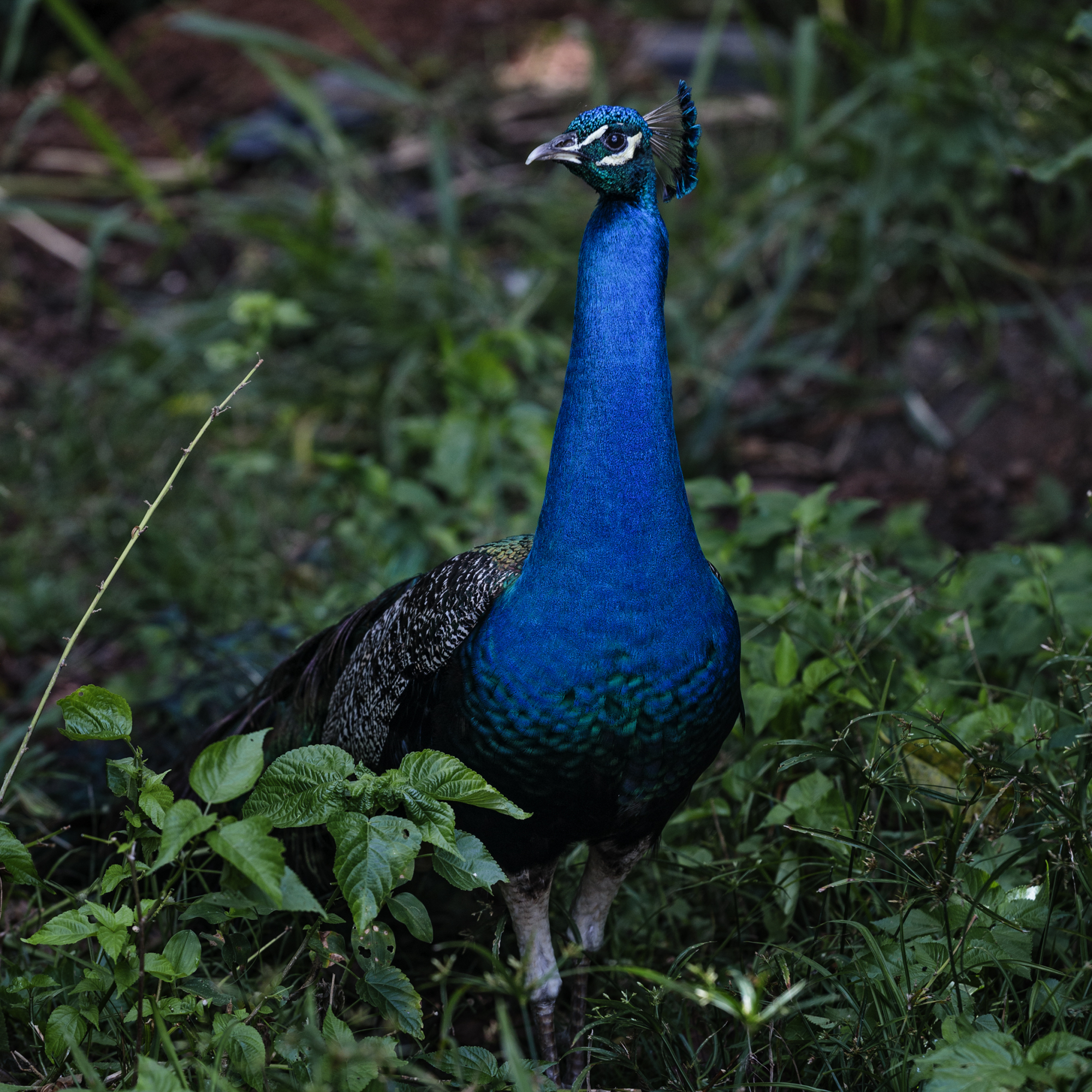 O pavão azul, 2020