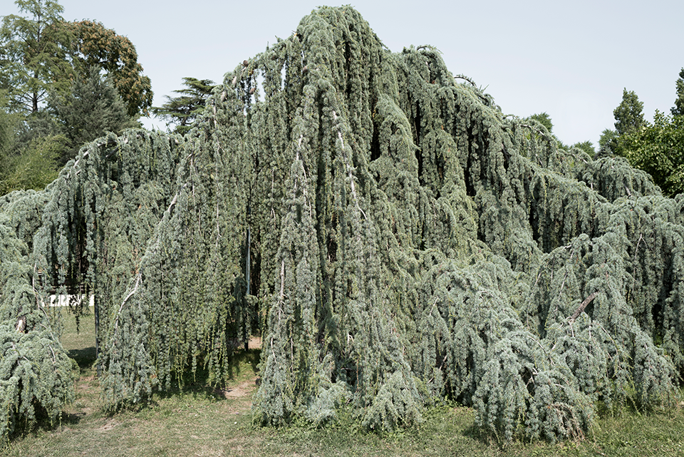 Cedro do Atlântico, 2023